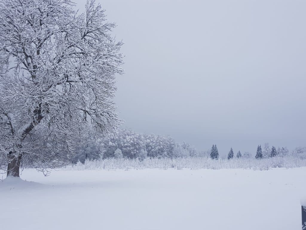 Laane talu, vana foto
